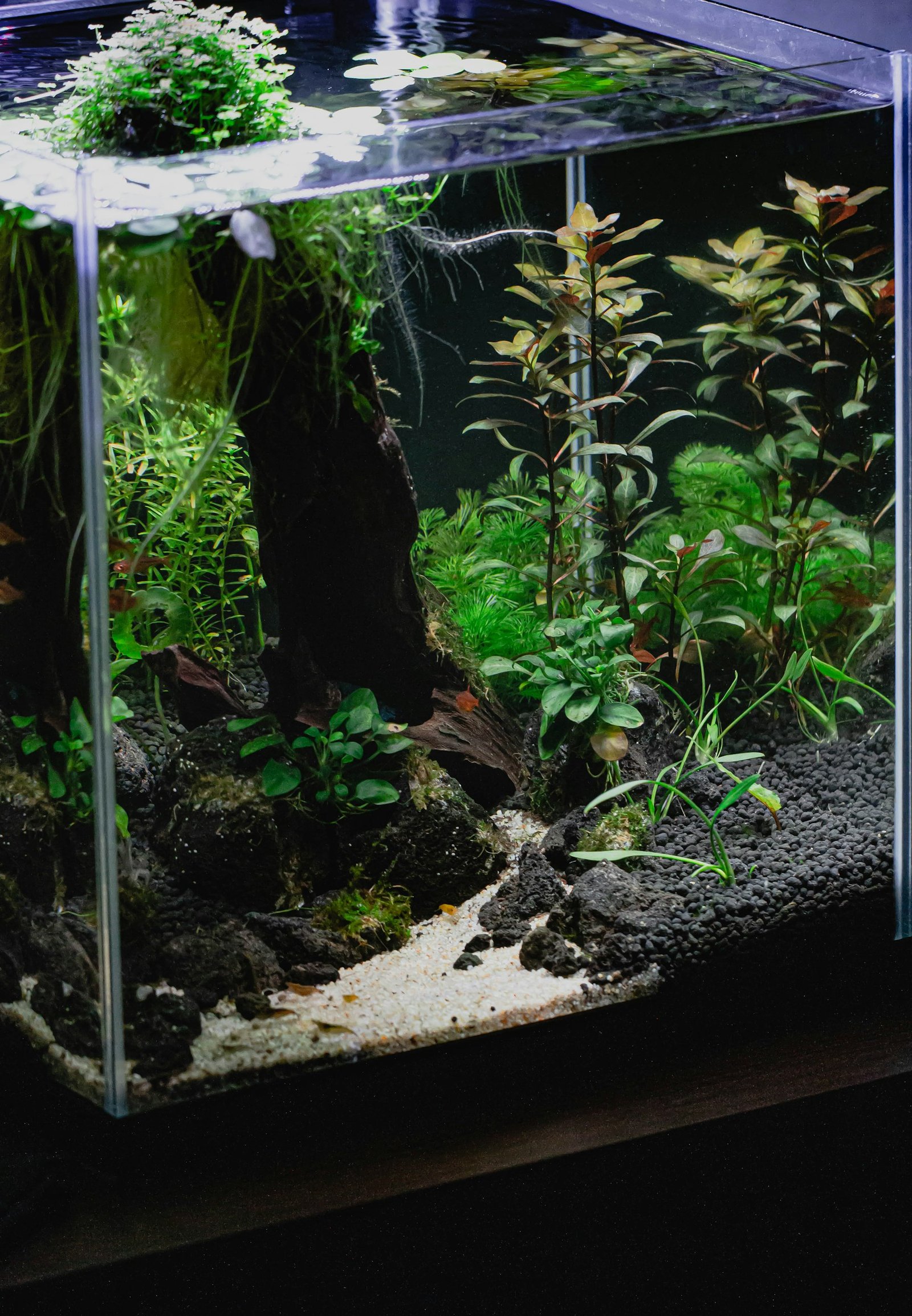 A planted freshwater aquarium with fish and aquatic greenery