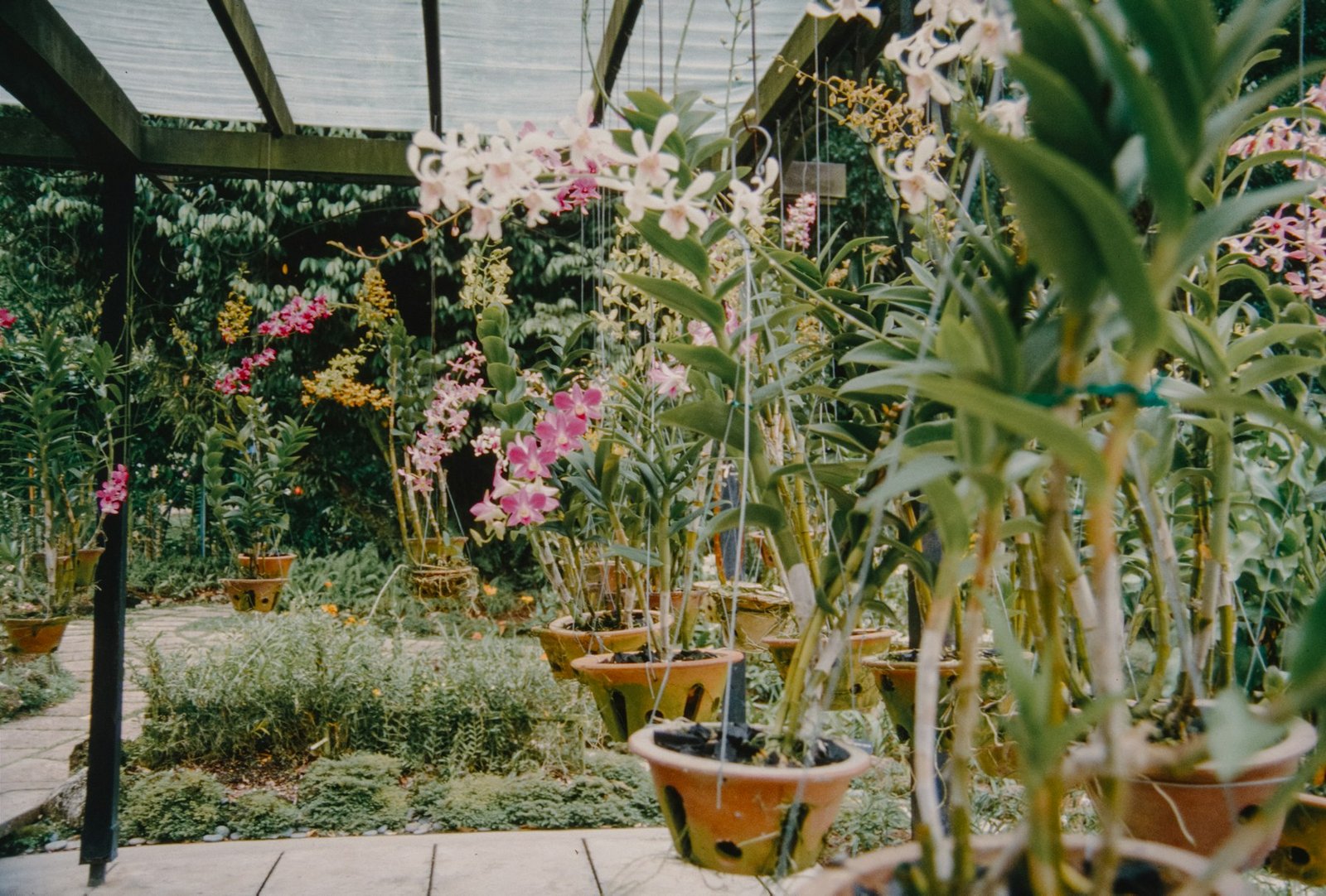 Orchids growing in a humid greenhouse environment